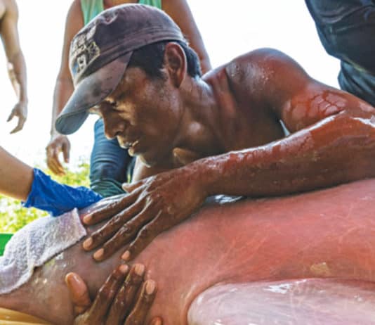 First-ever tagging of Amazon river dolphins to boost conservation efforts