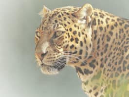 Saving Big Cats from Extinction Jaguar