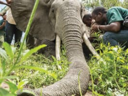 Protect Tanzania’s Threatened Elephants