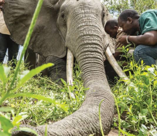 Protect Tanzania’s Threatened Elephants