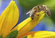Bees Must be protected for the future of our food