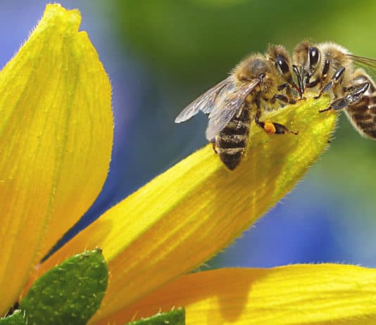 Bees Must be protected for the future of our food