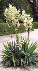 The Yucca