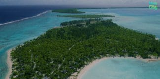 island-paradise-declared-rat-free-after-massive-volunteer-eradication-campaign